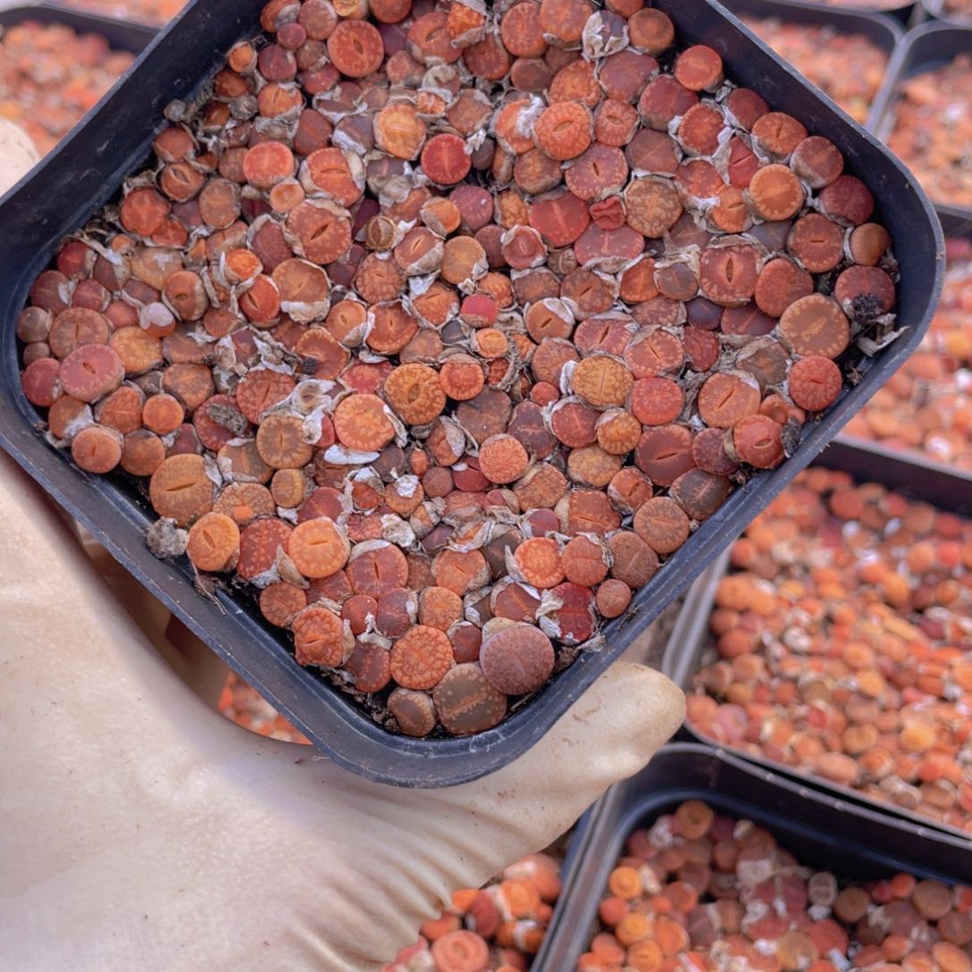 一盒红日轮8888888588558