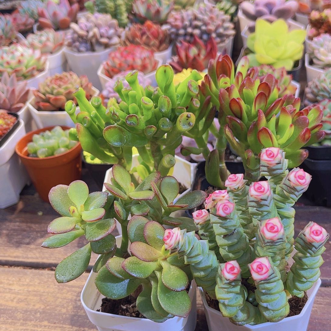 发财套餐11111111111111111