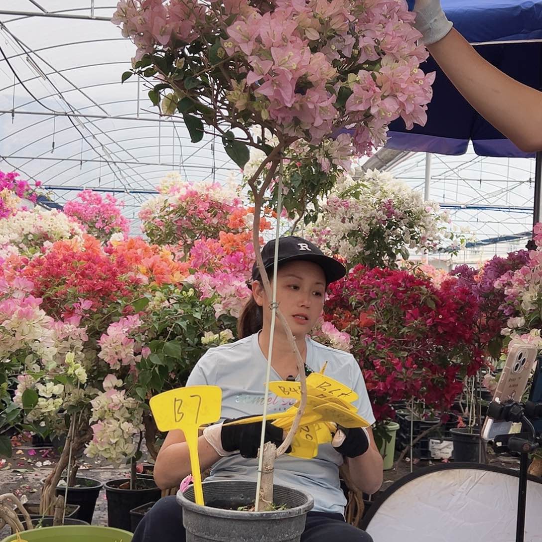 小***゜大部分花苞少量开放B7丽娜