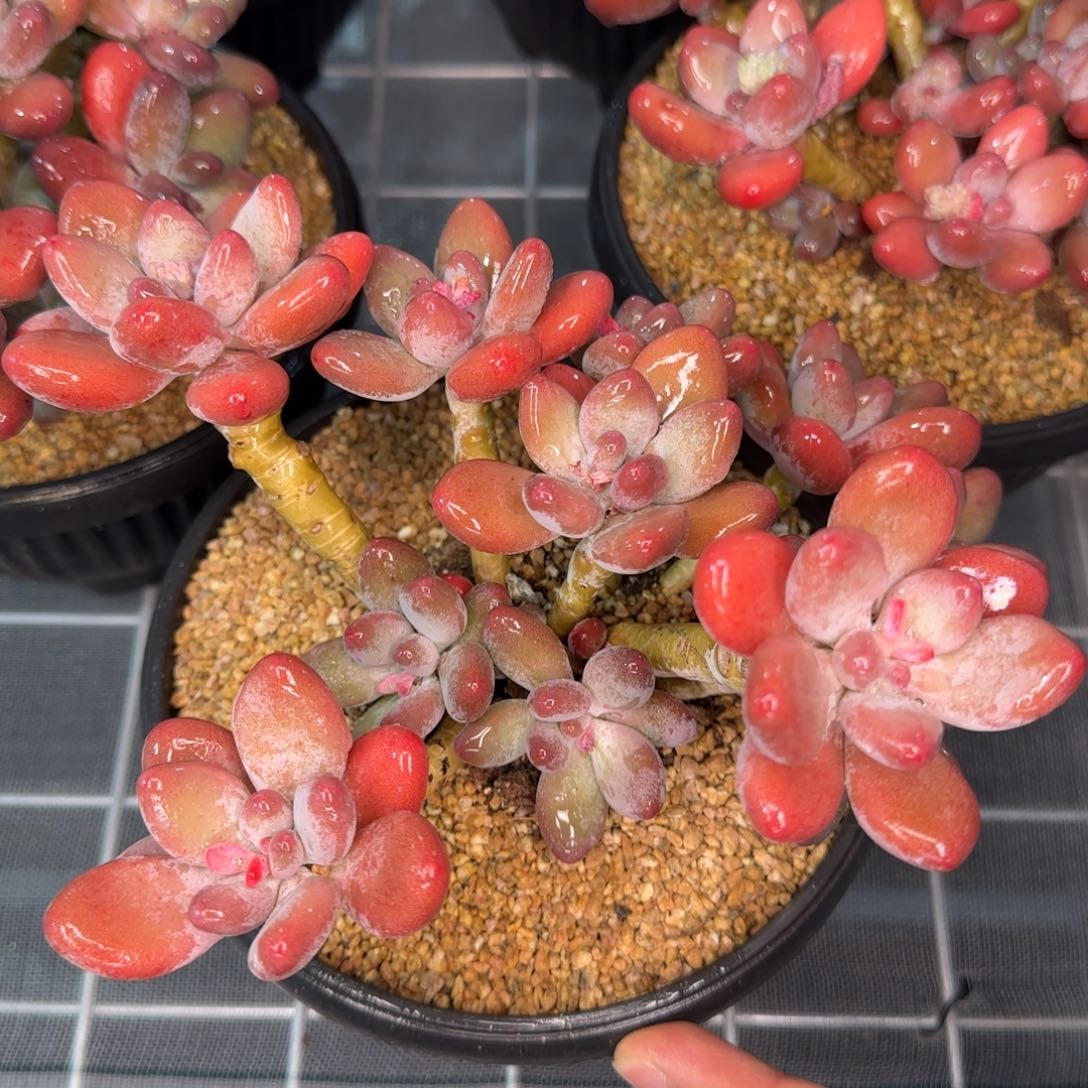 从前慢甄选多肉编号苹果奶