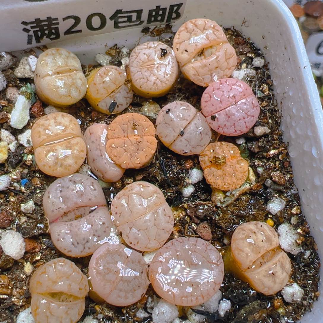 【闪购商品】 615。