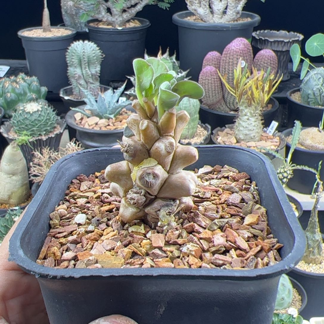 蛮鬼塔厚敦菊一物一拍