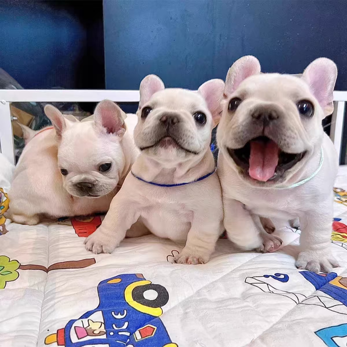 法斗 法牛 法国斗牛犬 奶油法斗 黑牛 蓝牛 黑白花法斗