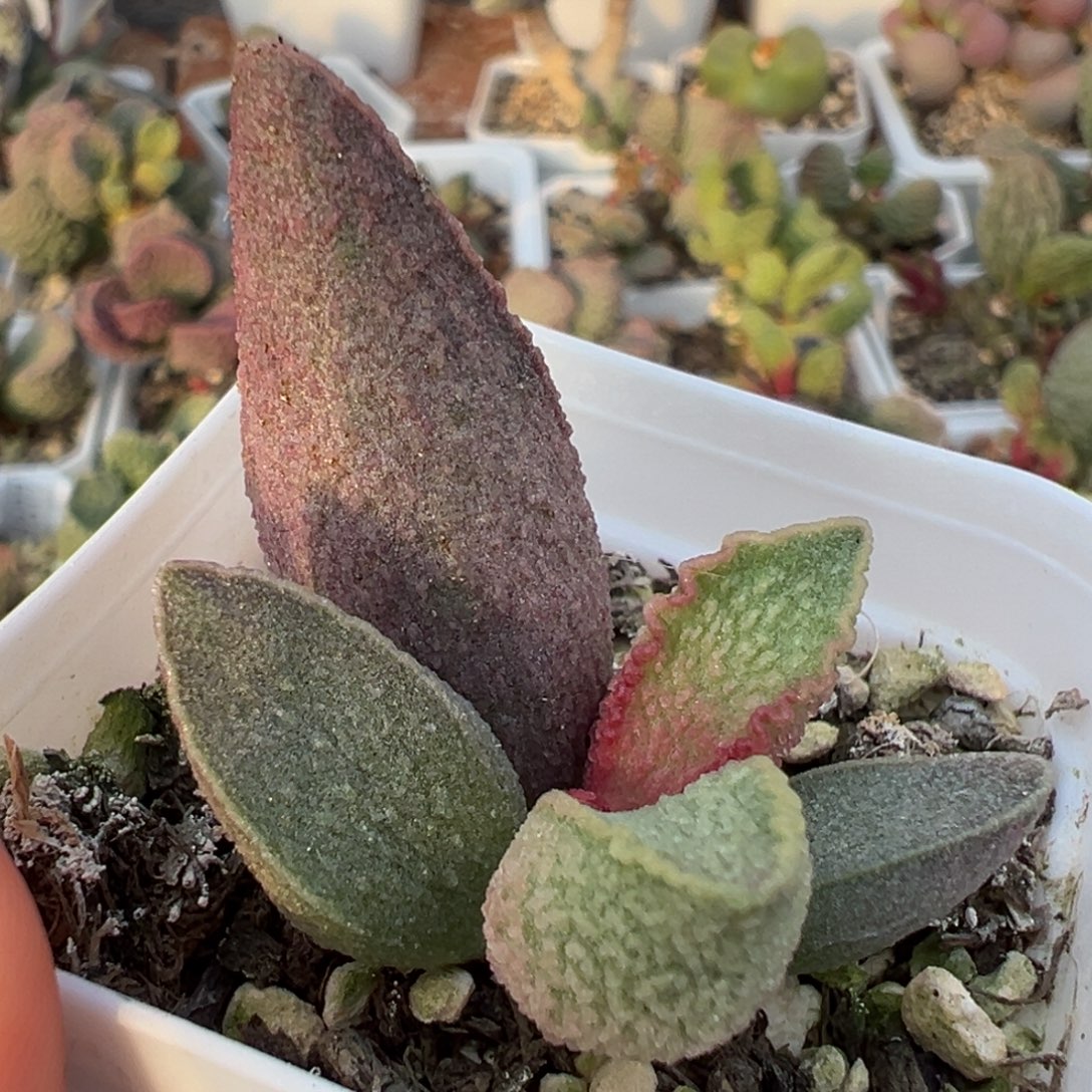 粉红小猪多肉植物水泡