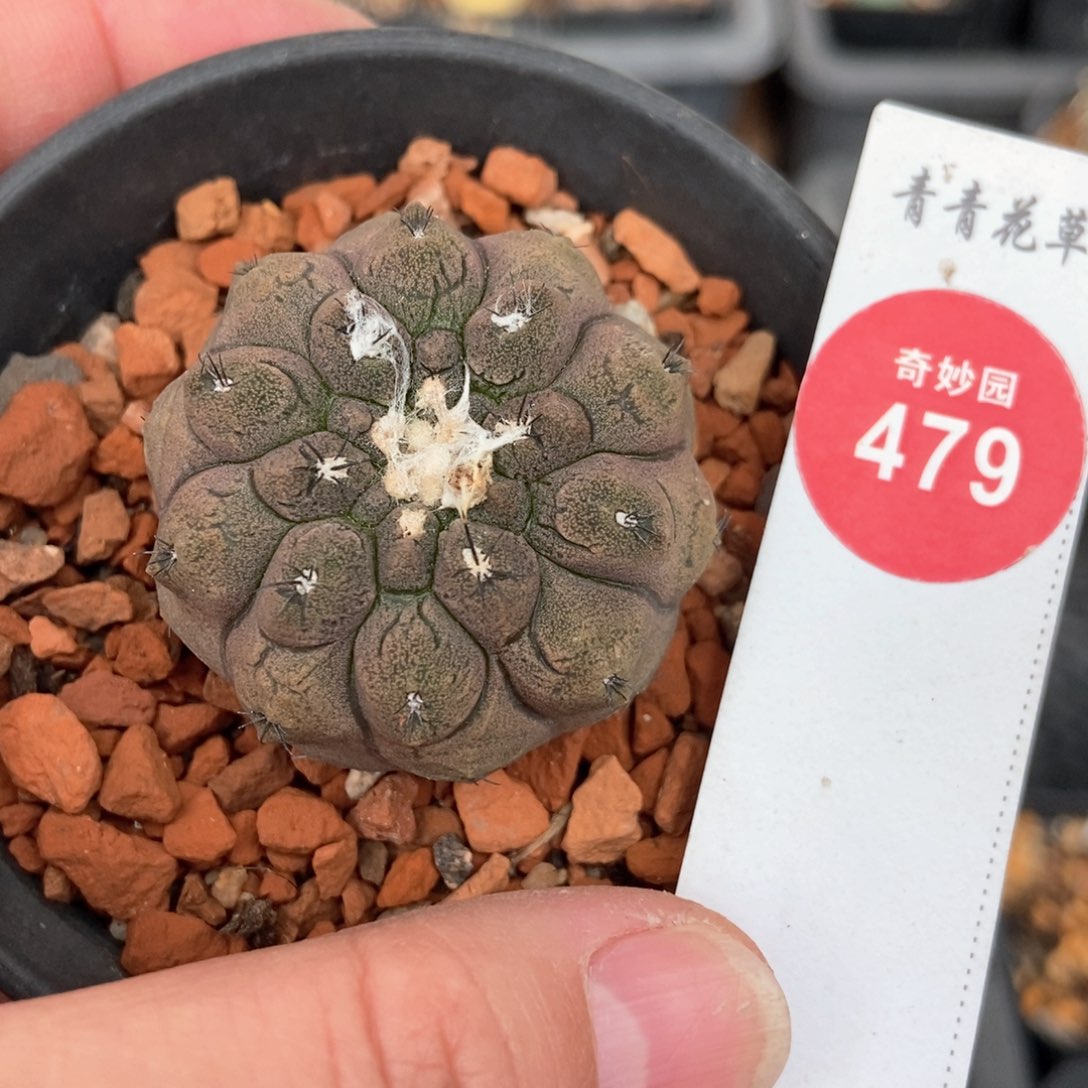 实生蜥蜴皮3.8cm