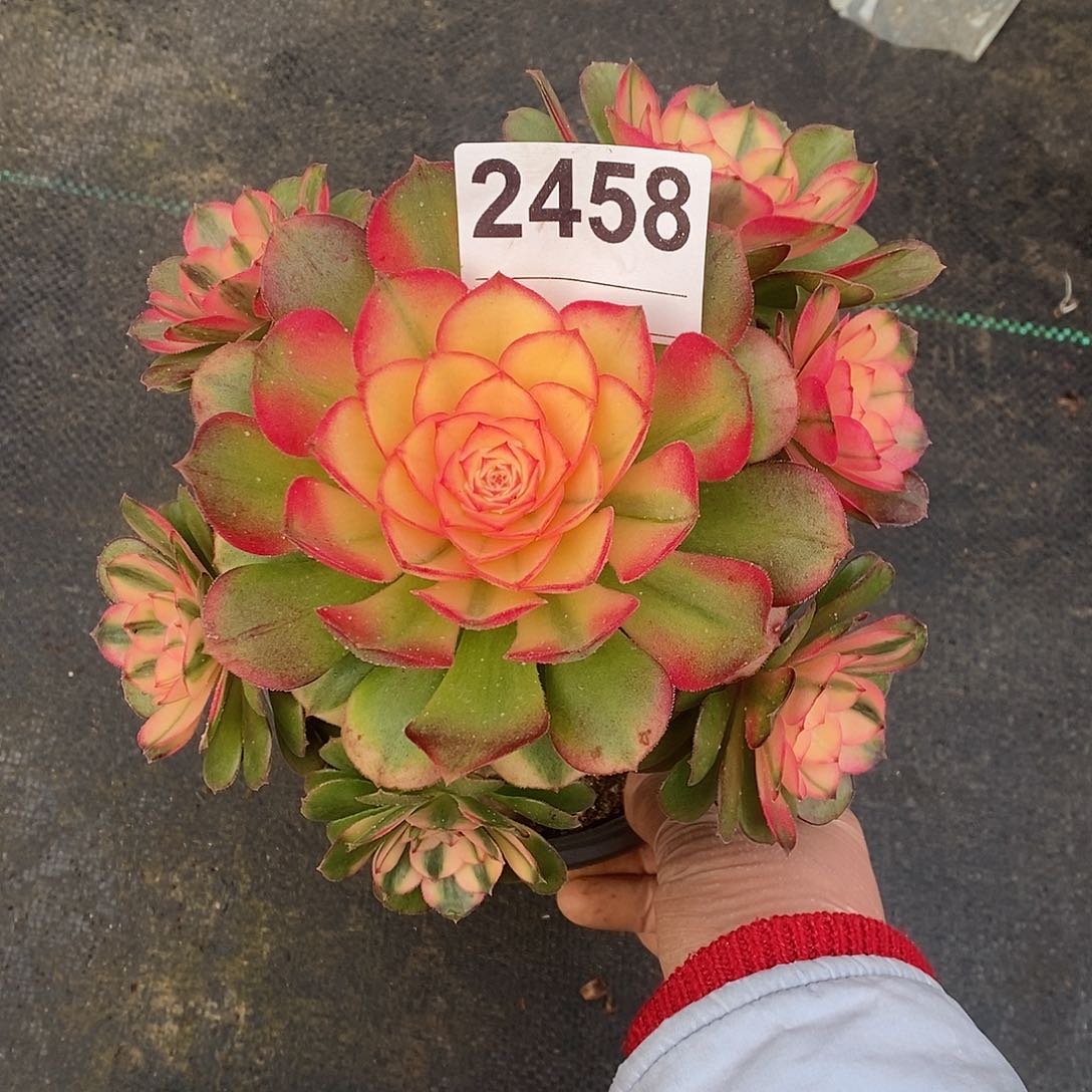 红陶我2458荔枝4冠16