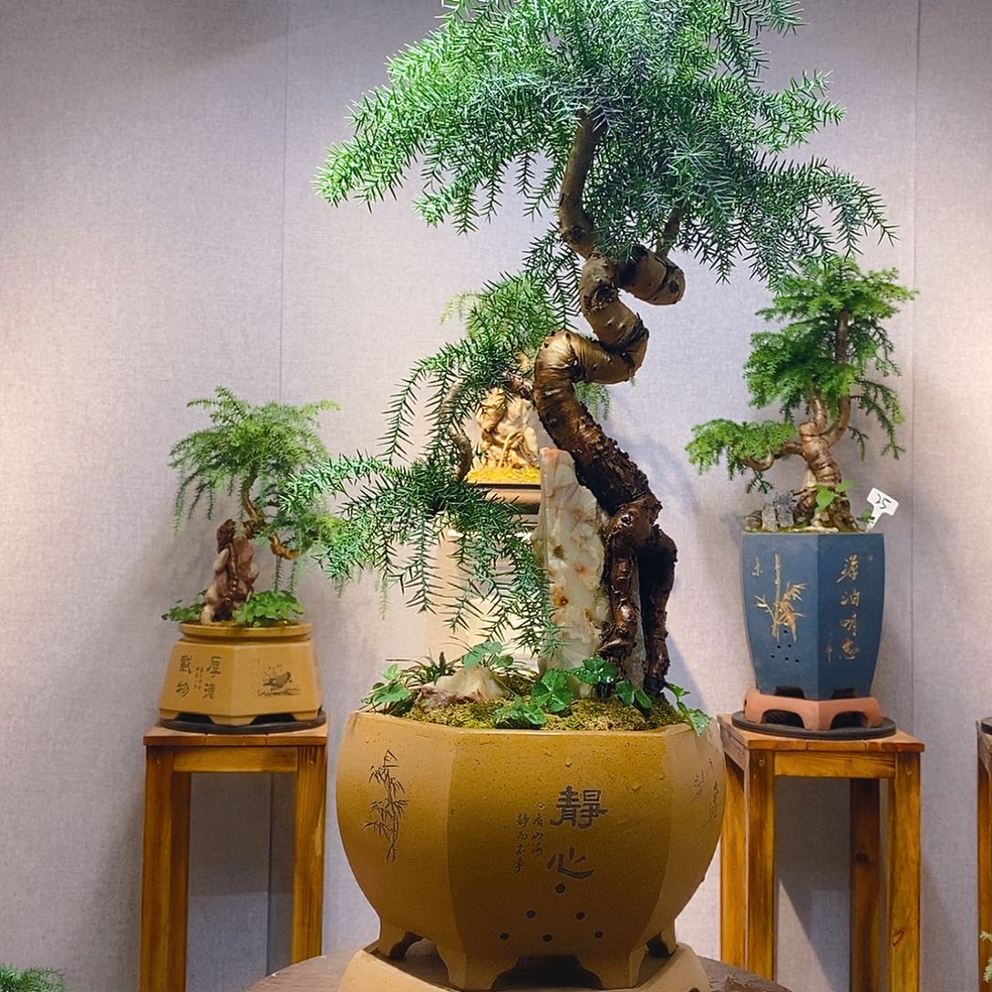 海***川无花朵澳洲杉1111