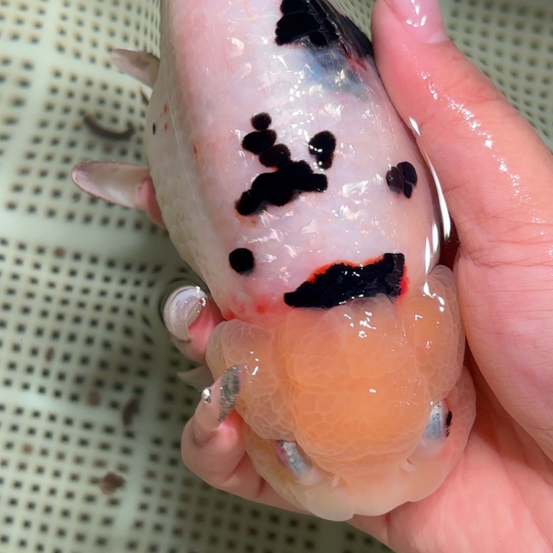 狒***、金鱼拍包装包邮，不拍包装运费到付