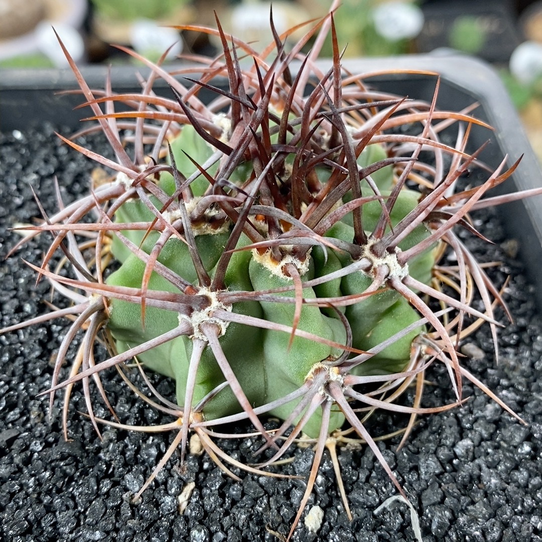 仙人球块根一物一拍 302号实生强刺火焰龙5.5cm