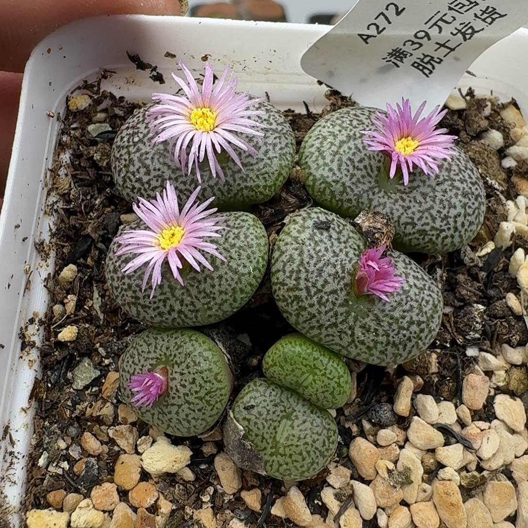 272多肉哈哈哈哈哈哈