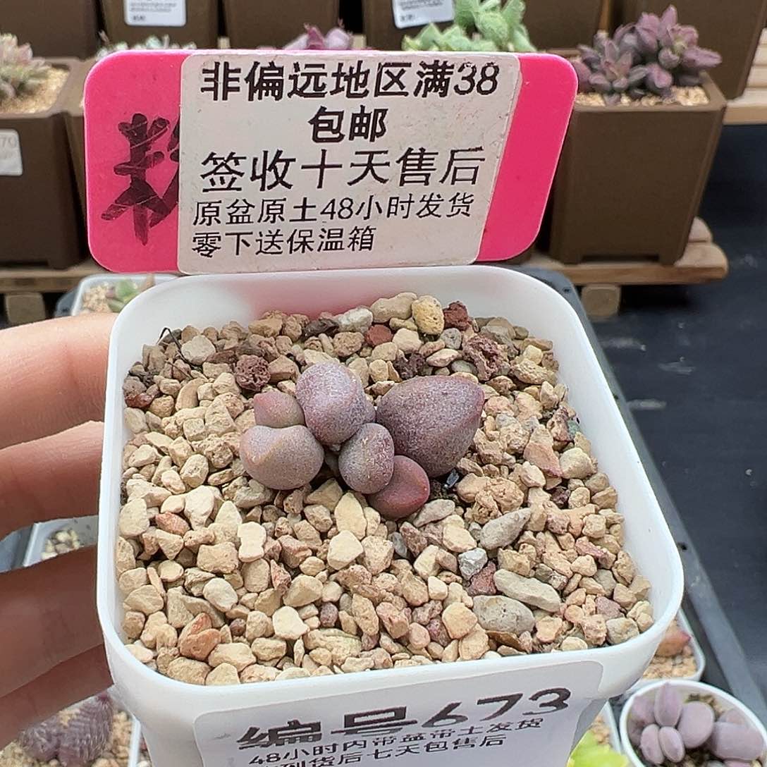 673豆奶多肉植物