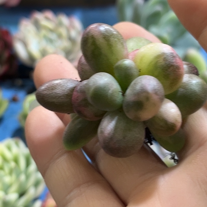 ****糖果美人锦炸多肉植物