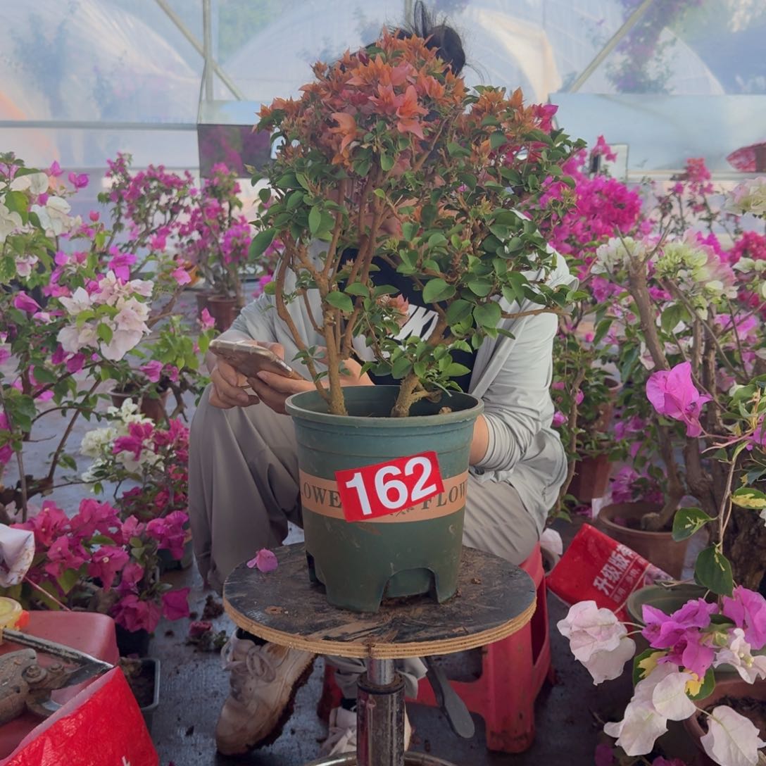 大部分花苞少量开放