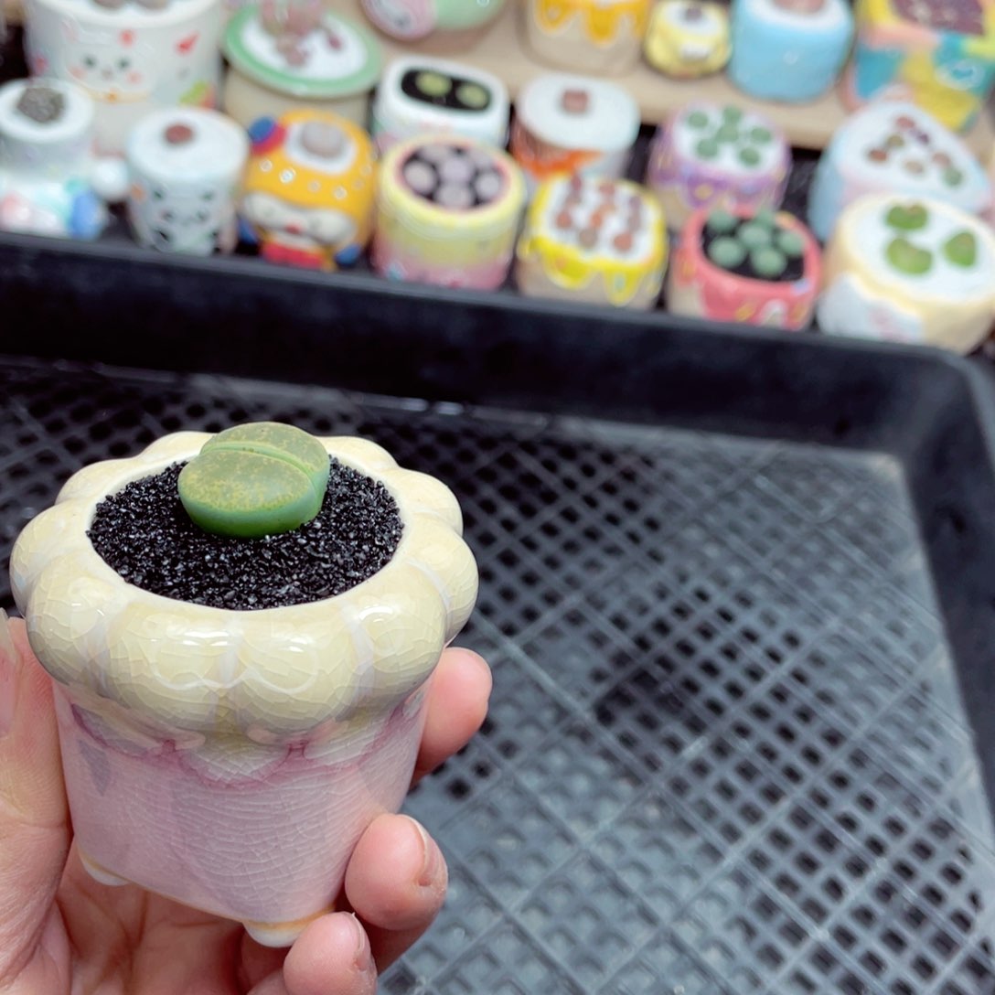 w9313 零下地区拍保温箱 -15支持寄养