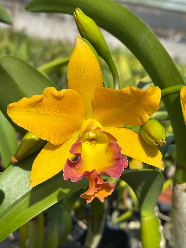 杜氏繁星个体 一物一拍 仅此一盆中大花卡特兰浓香型