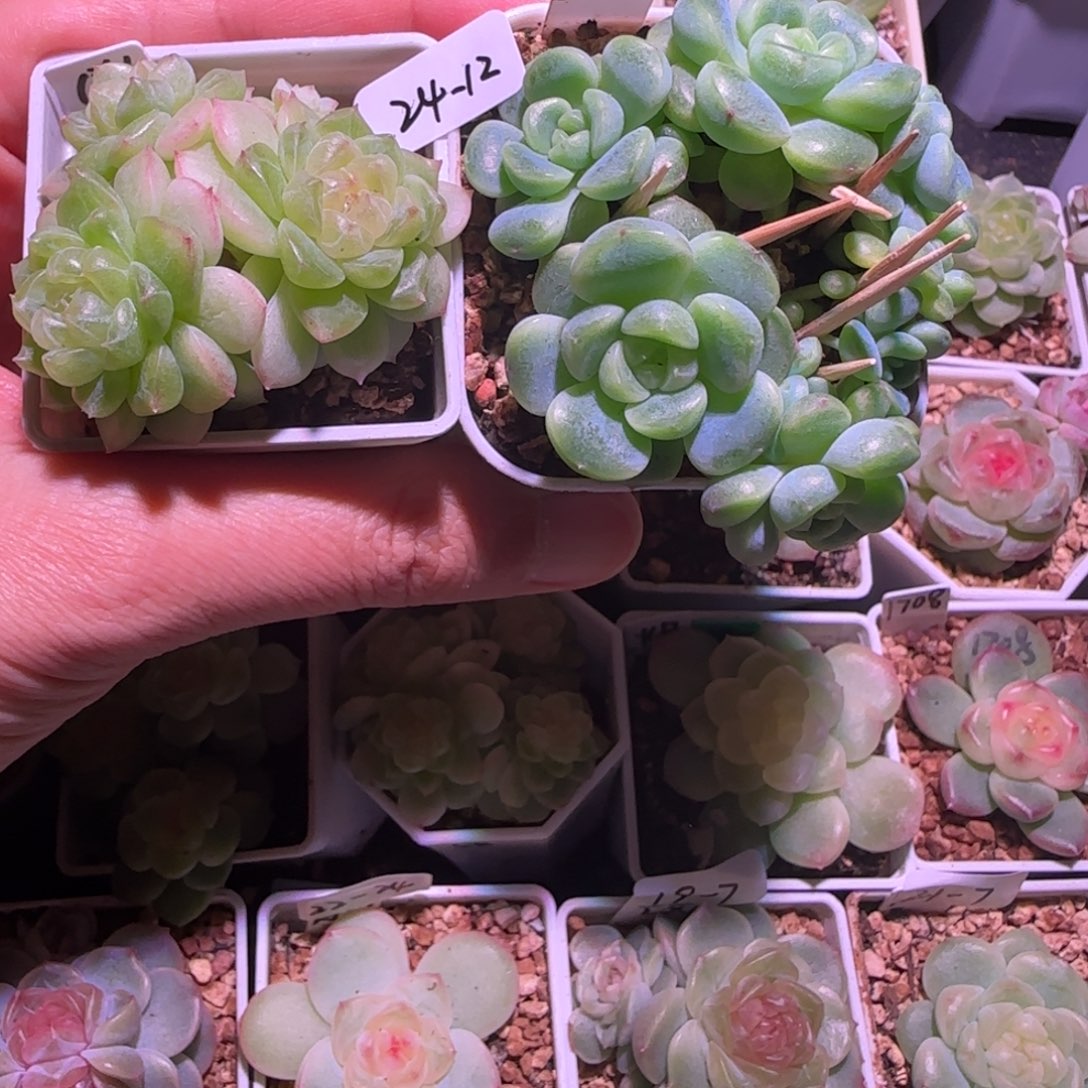 .***e24-12千寻四头童话群生不包整