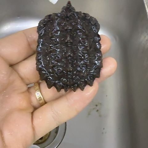 绿毛龟母大佛杂1.0