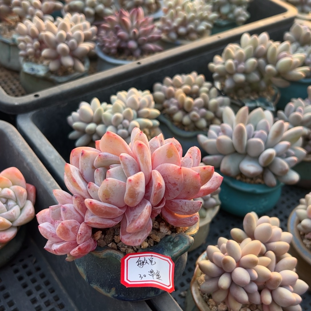 多肉植物多肉植物