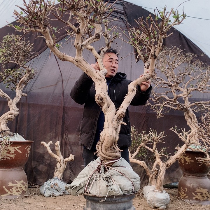 全部花朵金银花11112