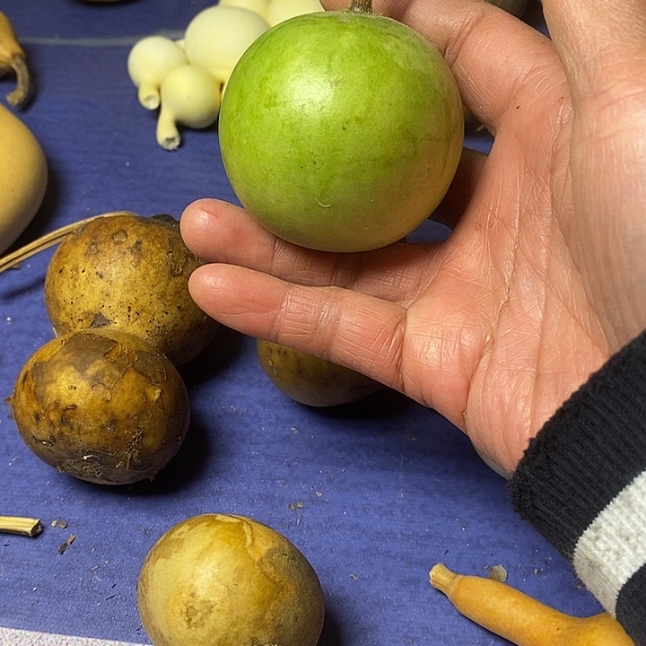 L***.葫芦青皮花皮莲花头手把