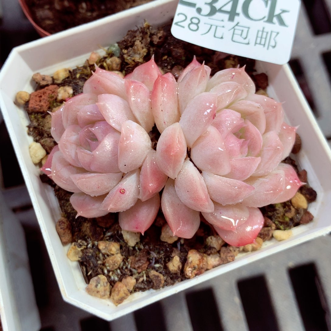 5厘米盆精控多肉234