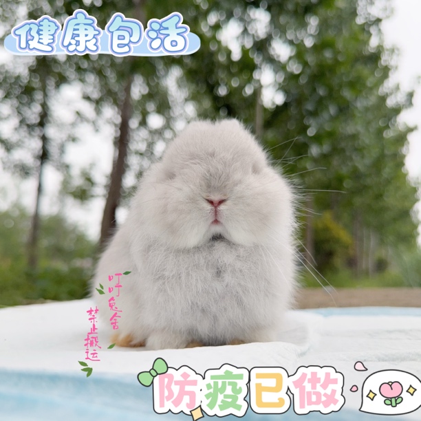 美系双血统侏儒兔纯种白暹罗淡紫霜白宠物兔短耳包子脸可爱宠物