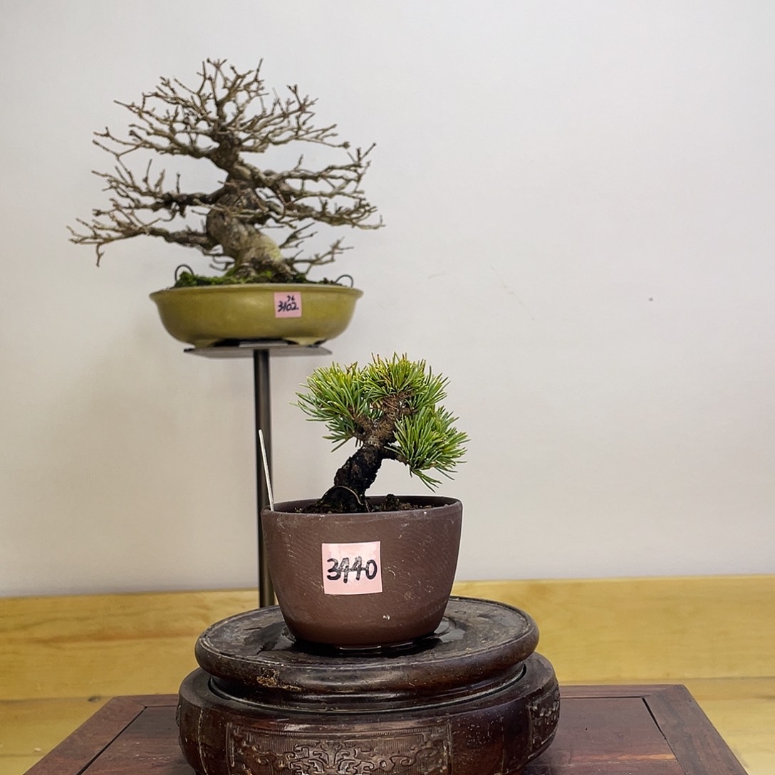 木本峰吾妻五针松盆栽