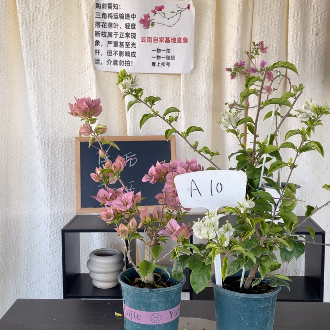 恍***凉全部花朵粉天使+白雪公主A10