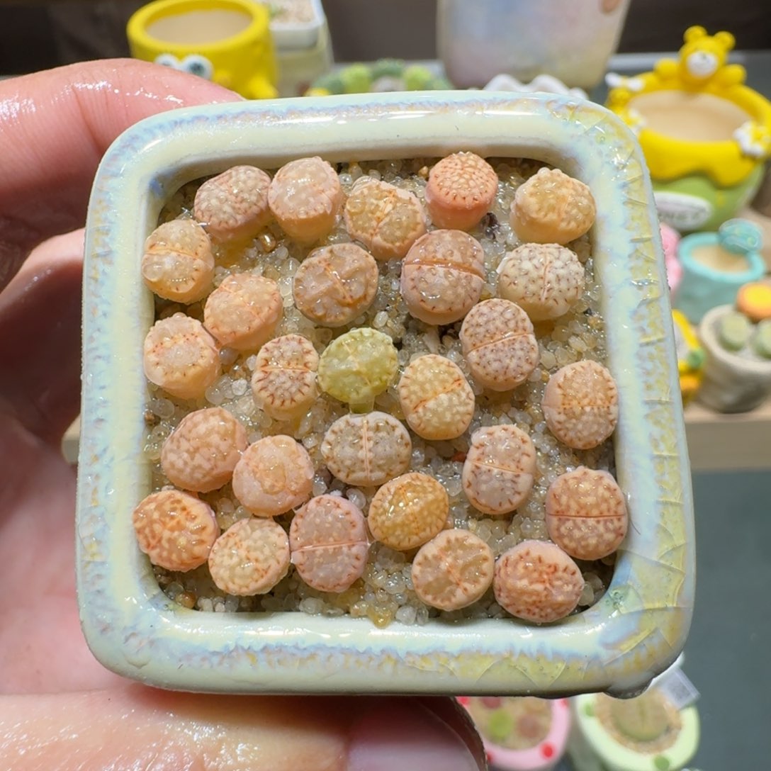红陶蘑菇748饼干