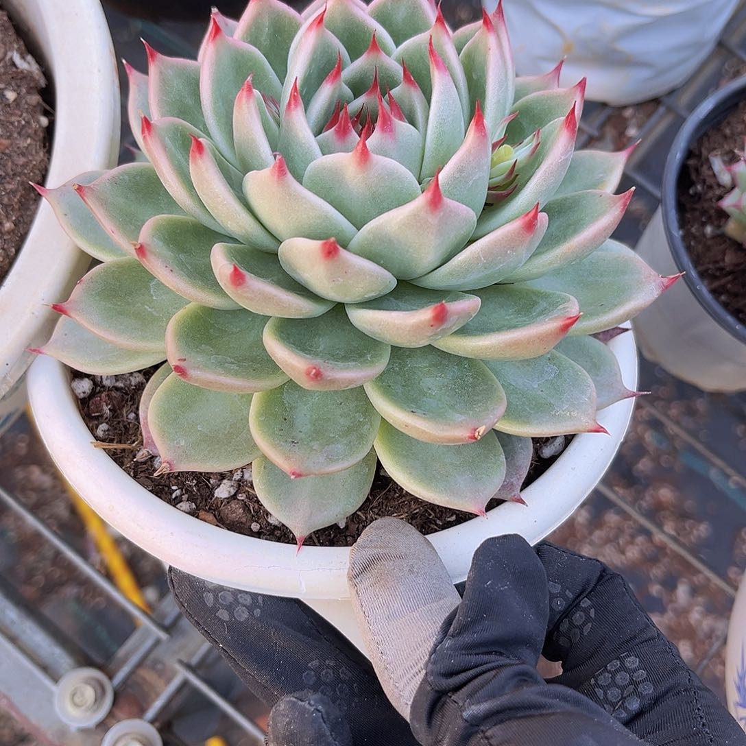 托斯卡13公分9999999999