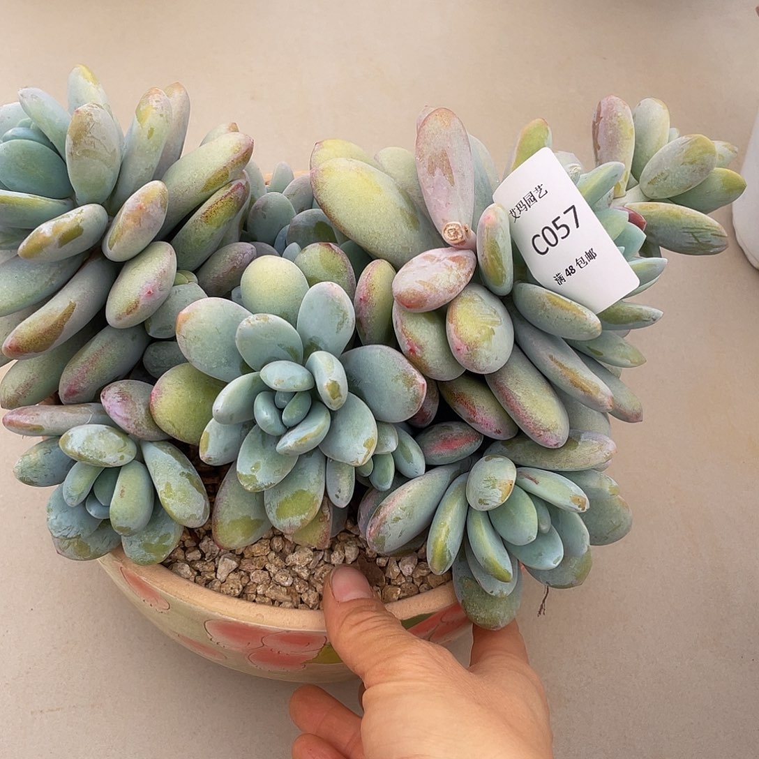 雪美人057 多肉多肉多肉