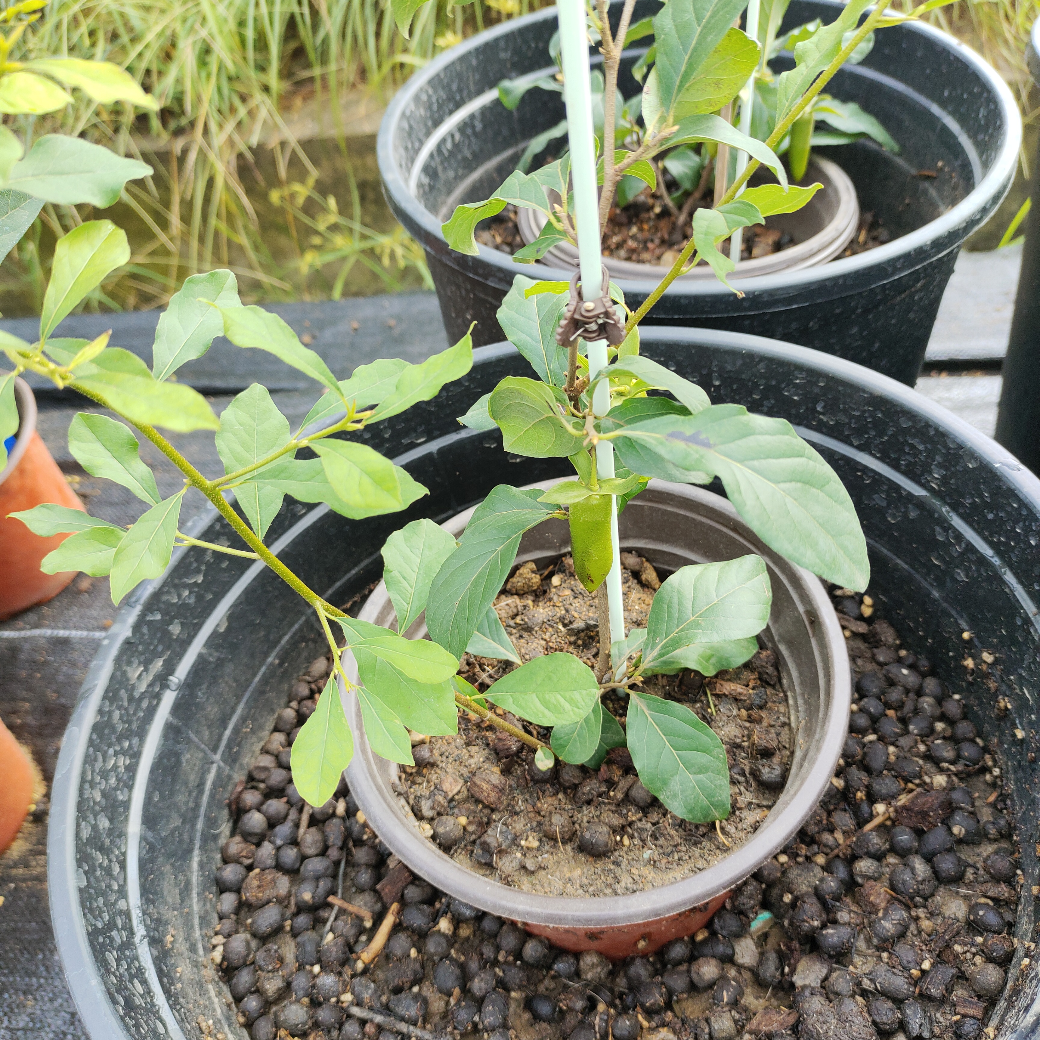 大全好养活庭院盆栽花卉