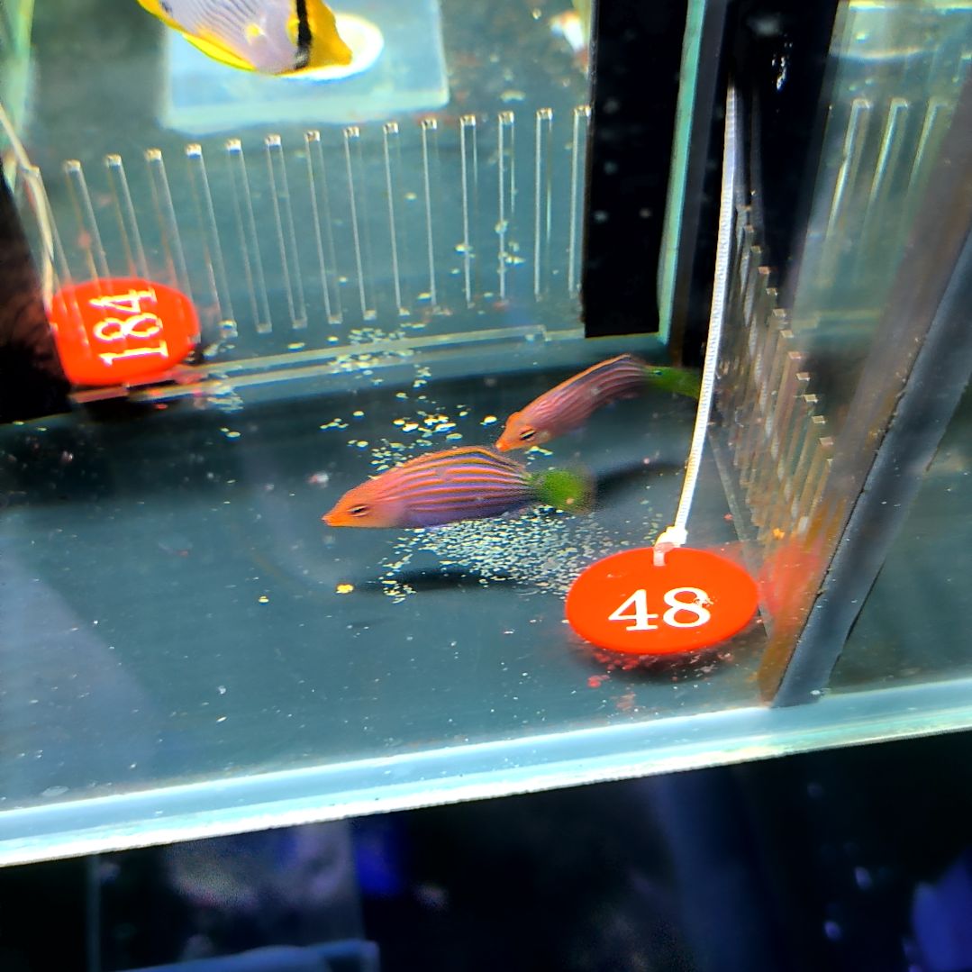 海水鱼六线龙5-/6-76-48