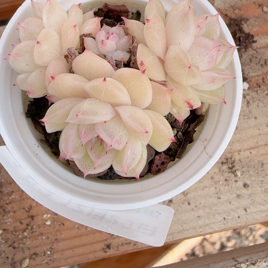 大***）花语多肉1229-183散