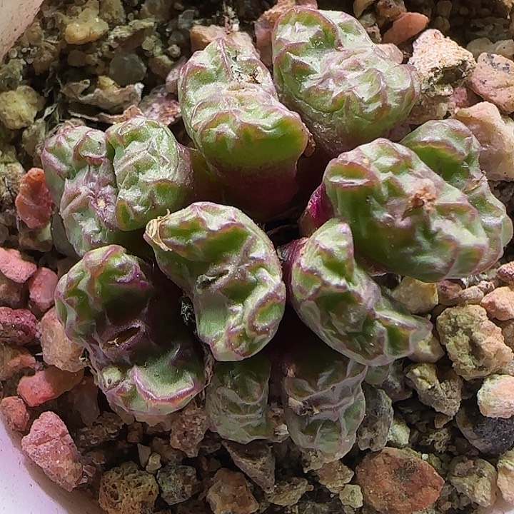 开播福利活动。  642