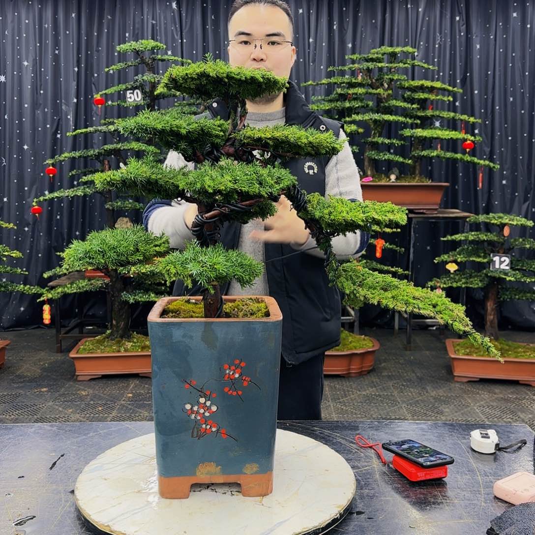 松树柏树造型盆景