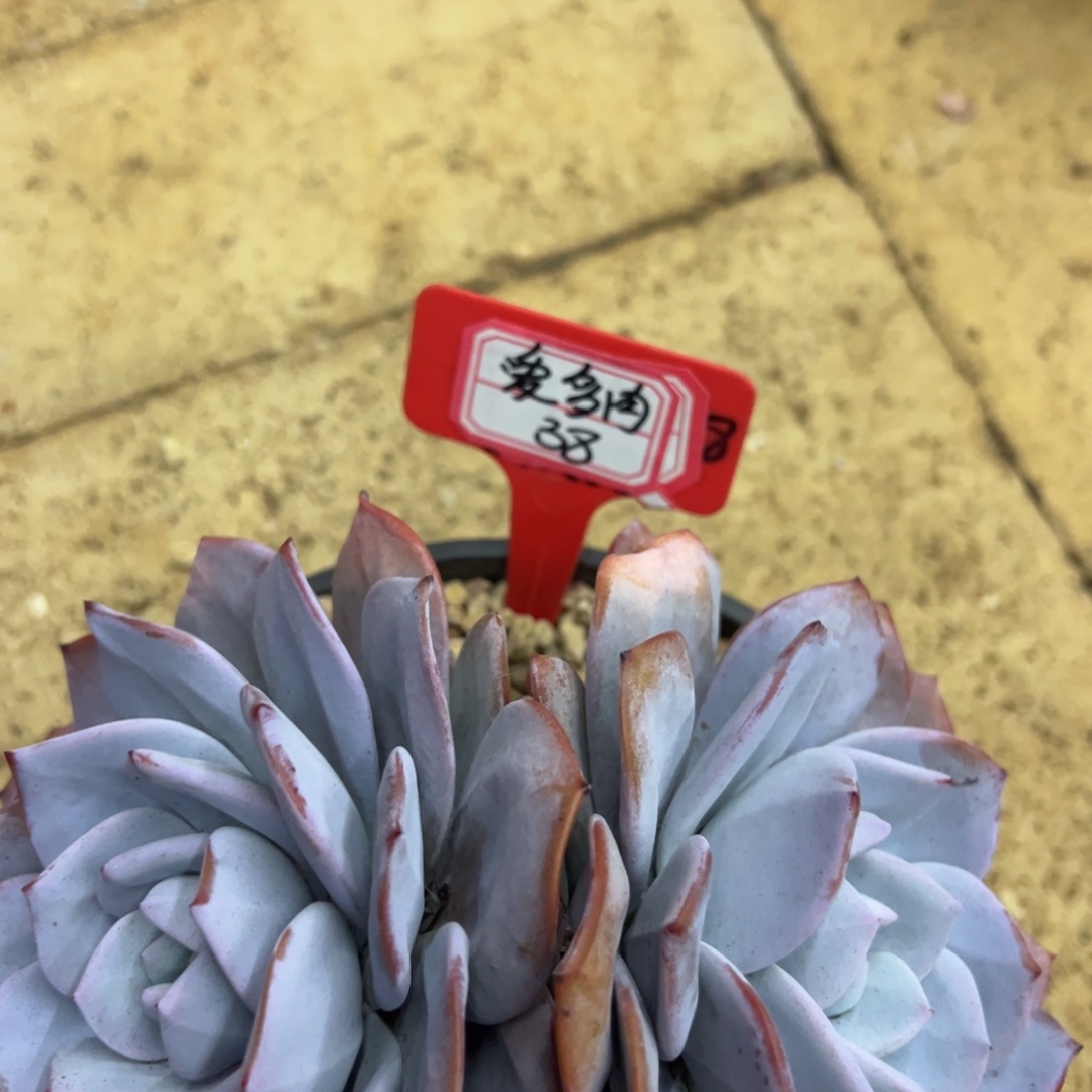 ****宝爱多肉38。           