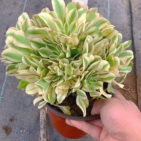 170艳日伞多肉植物