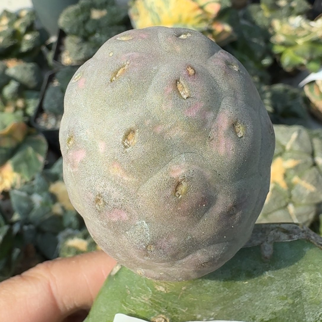 【闪购商品】大型紫皮鹅蛋小苗