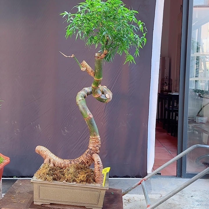 无花朵12367295435555