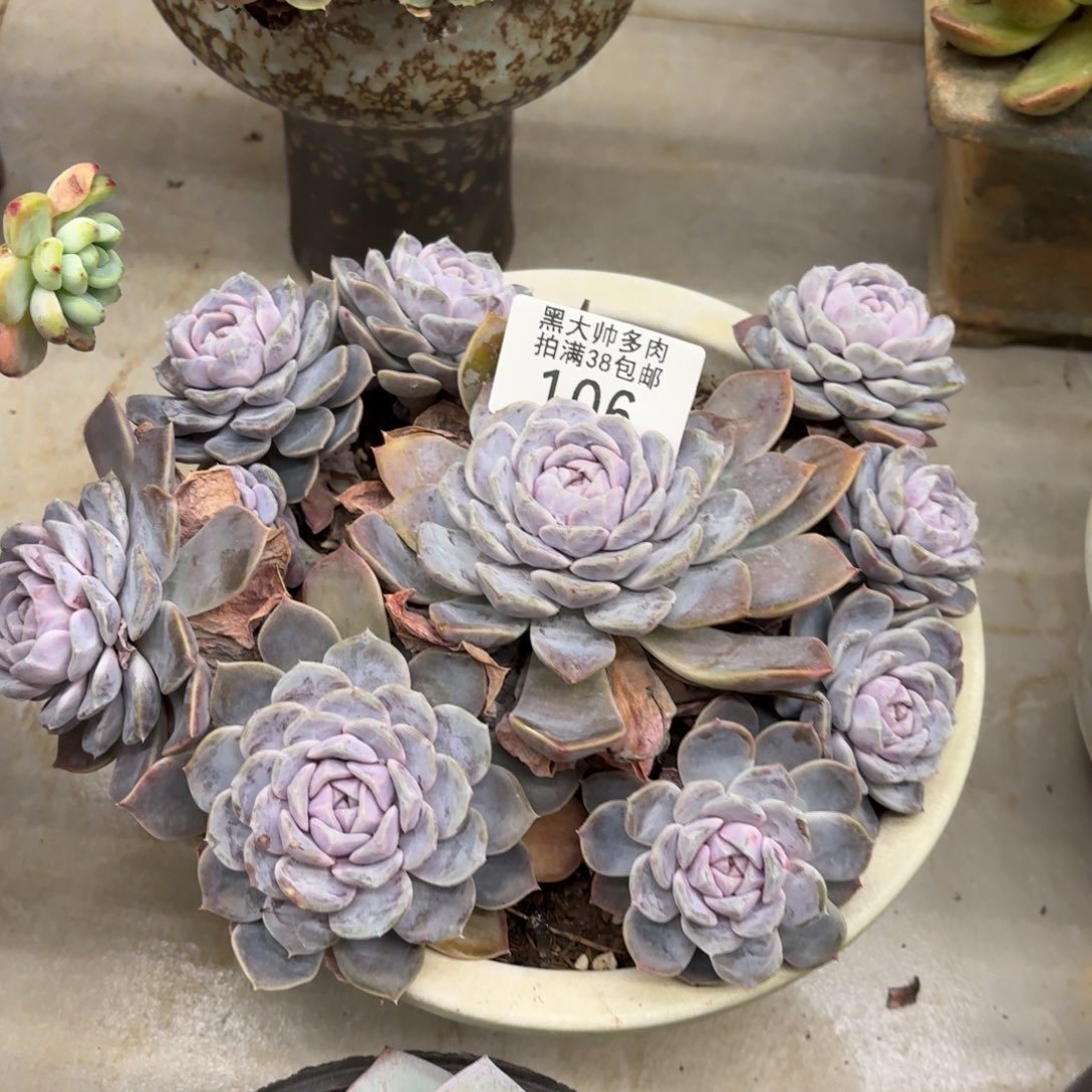 安***安黑大帅多肉106汉堡