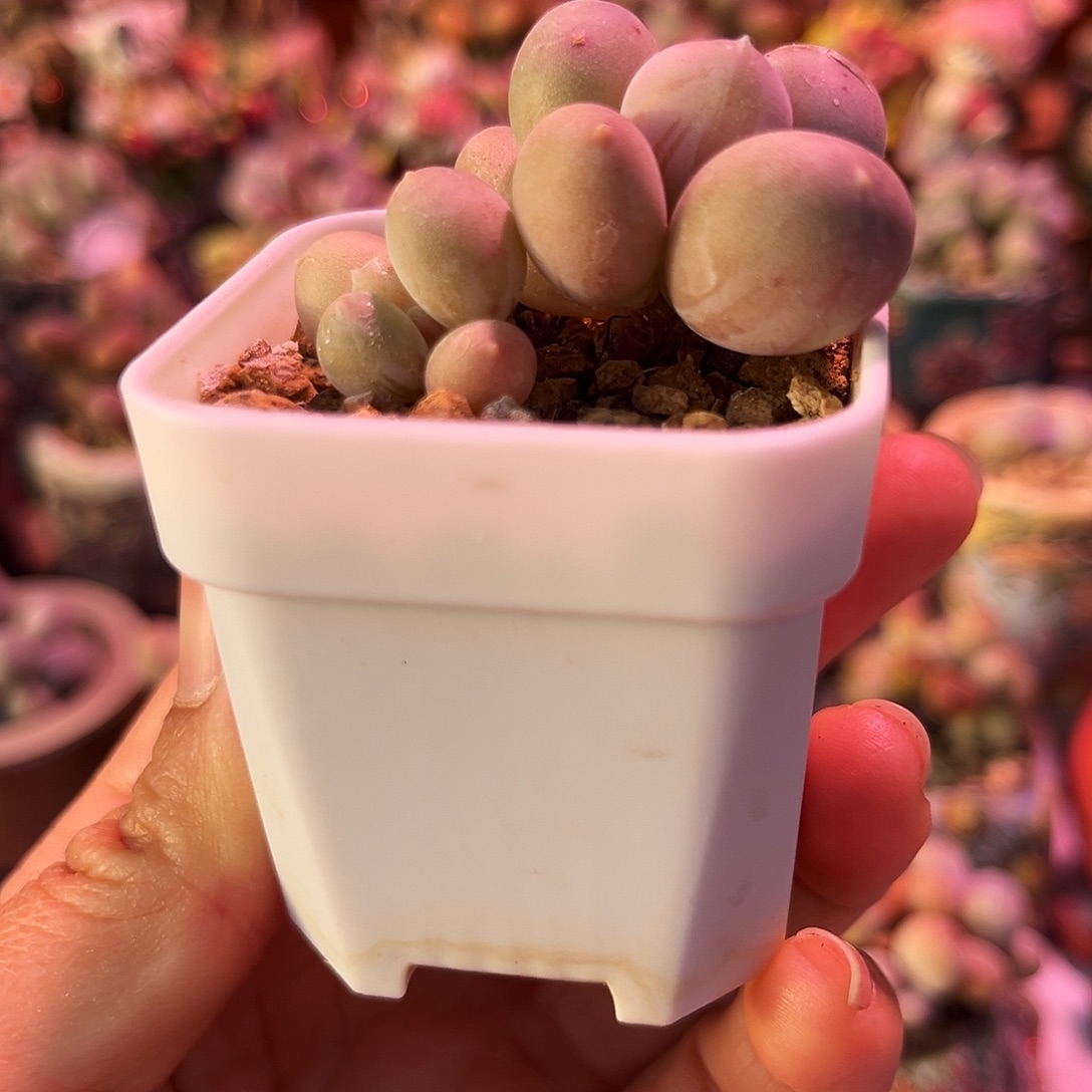 加菲猫奶酪一物一拍