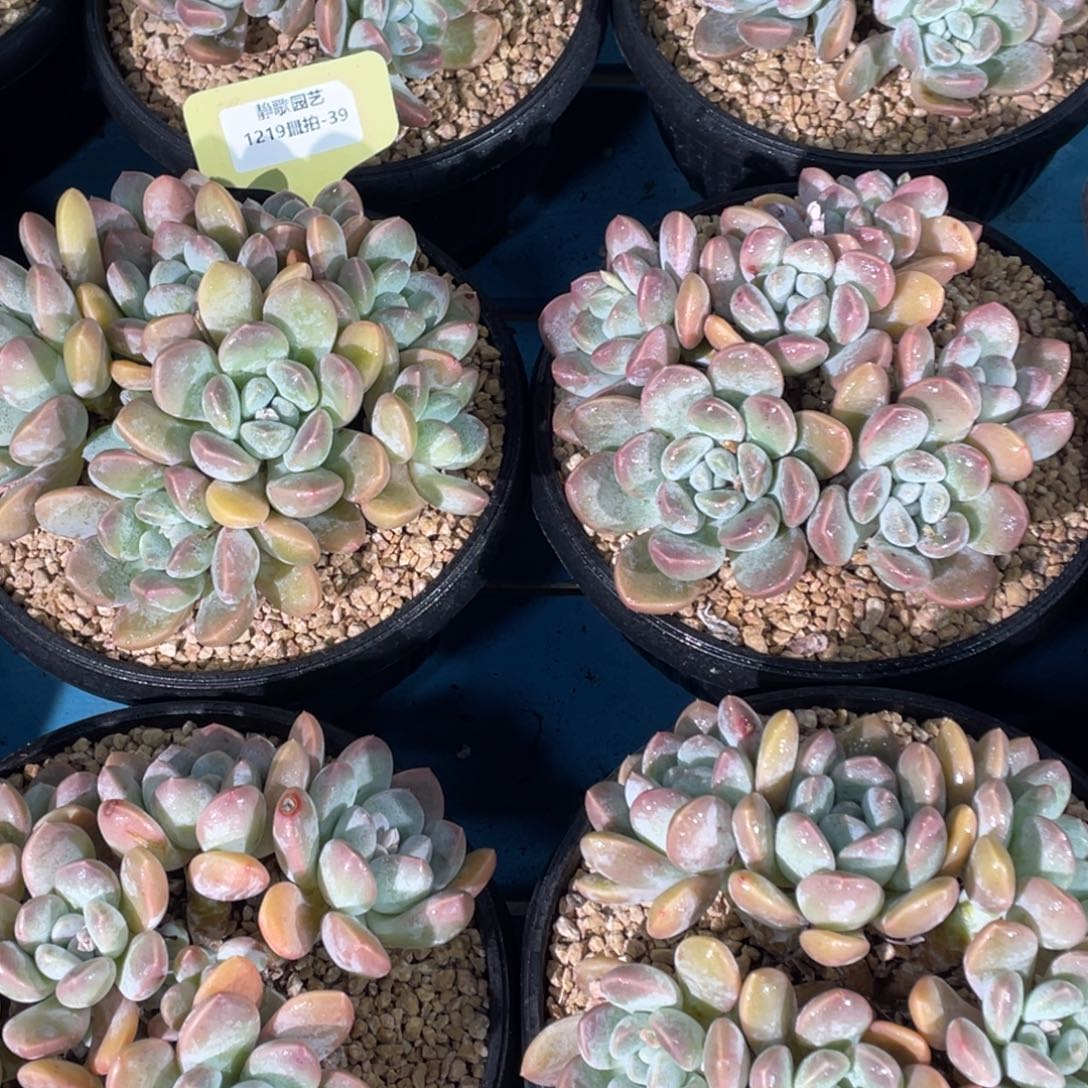 1219-39-奶糖多头群生老桩