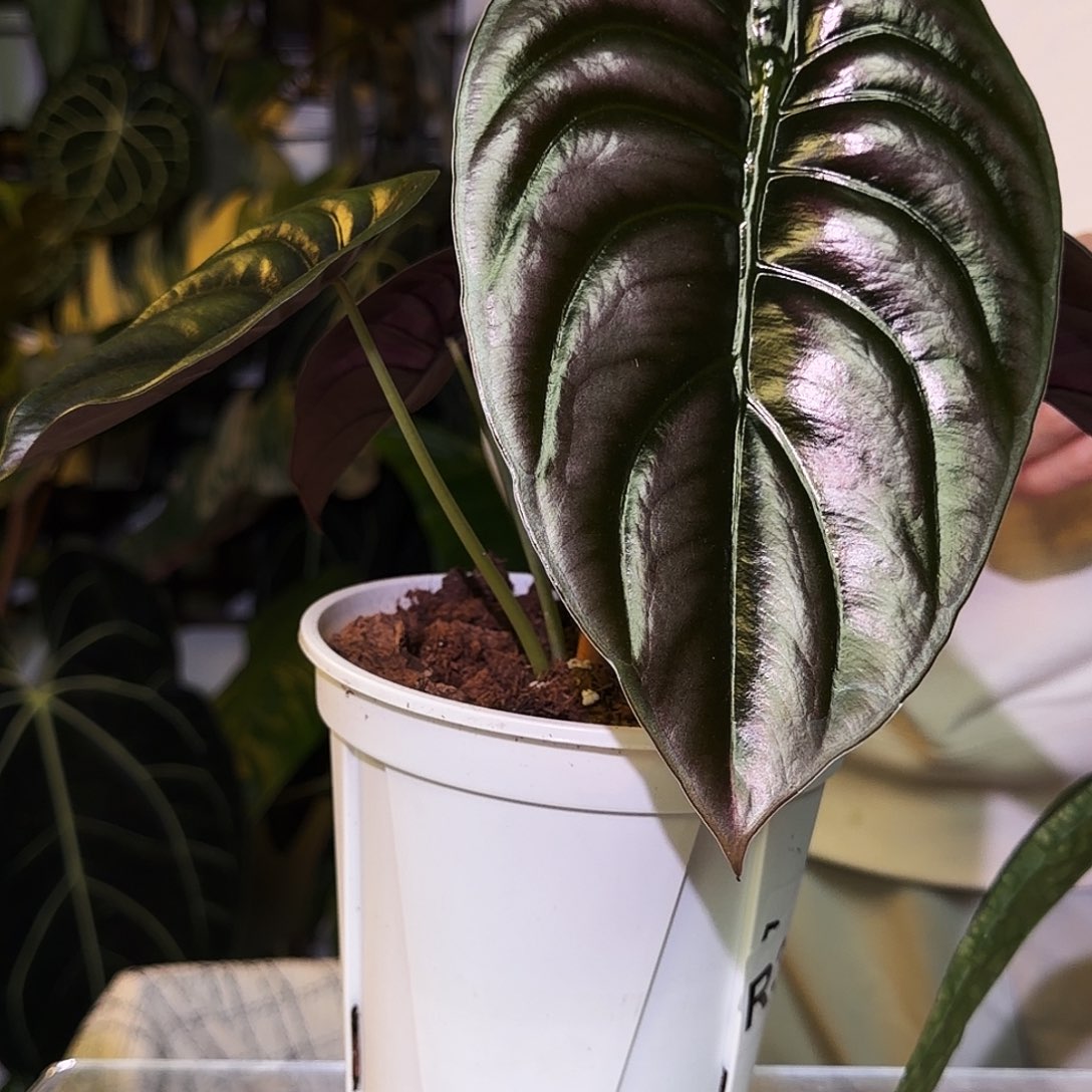 完全开放R152  黑铜海芋