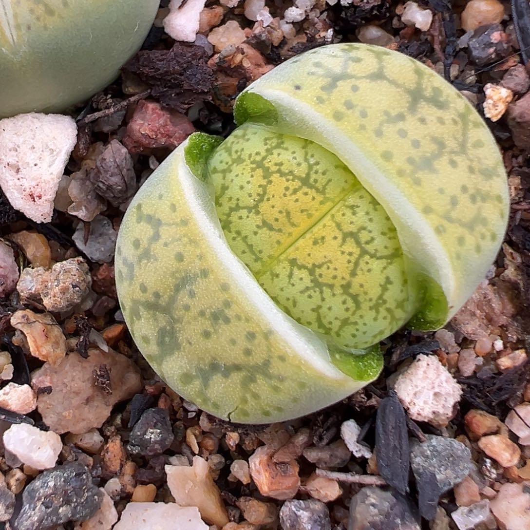 3120别看我现在不大我爸妈6厘米