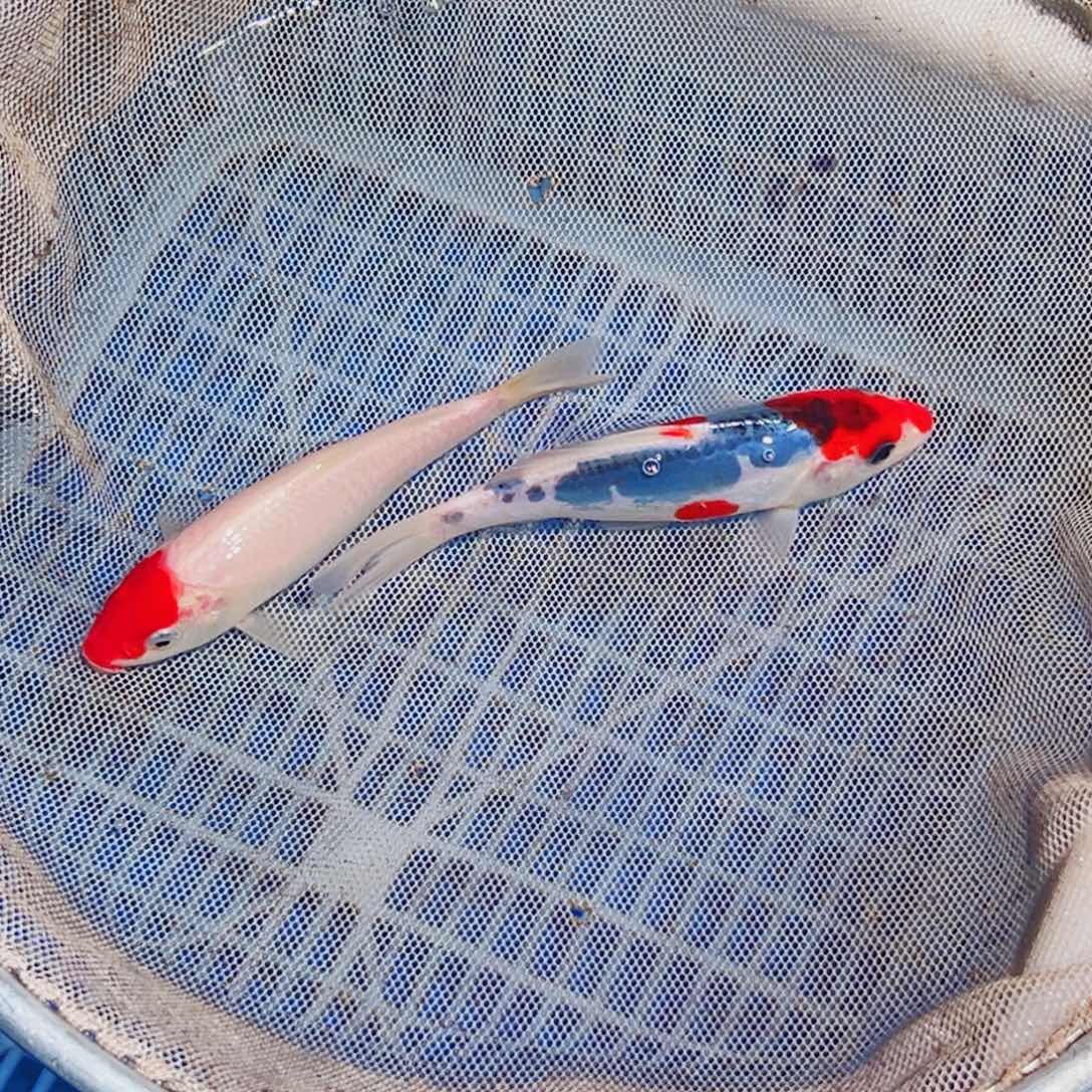 锦鲤锦鲤观赏鱼888