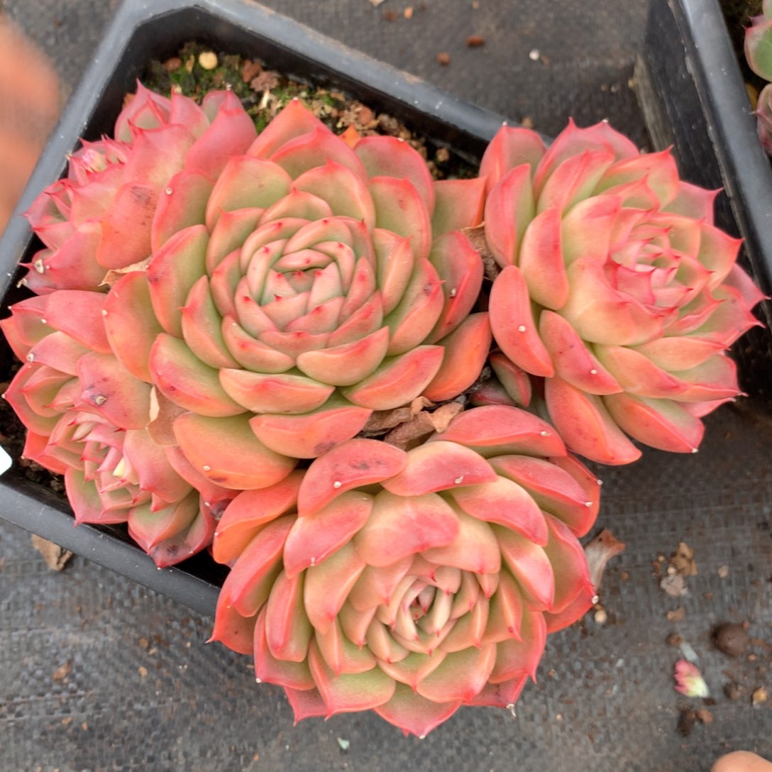 6642杂交多肉植物