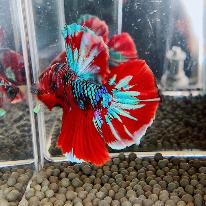 斗鱼黑17号巨斗将军