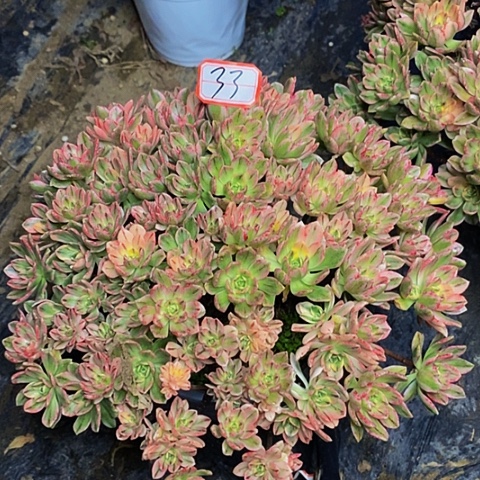 甜茶老桩法师33链接