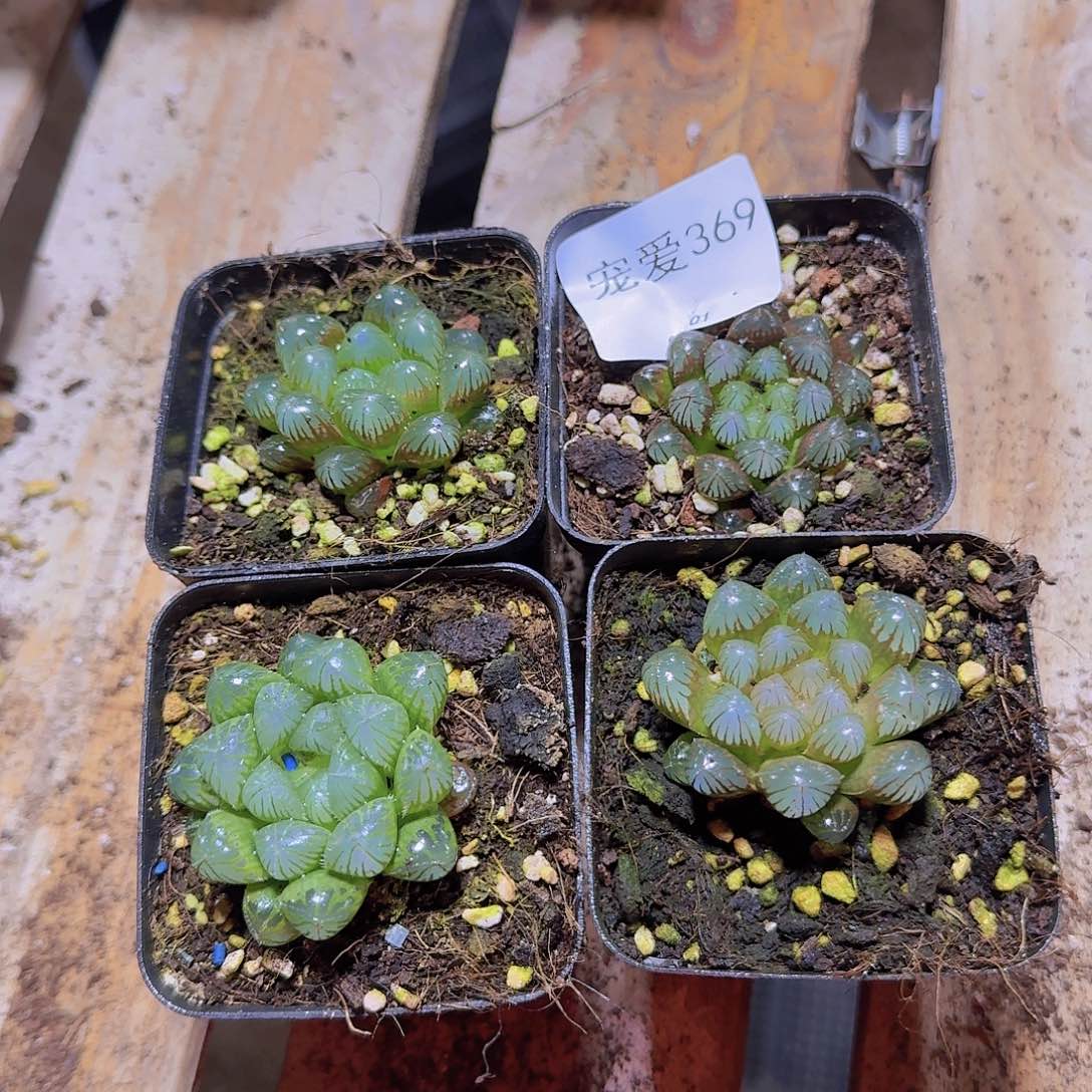 直播福利一物一拍369